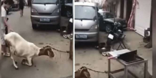 Reaksi Kocak Seekor Kambing Melihat Parang di Hadapannya