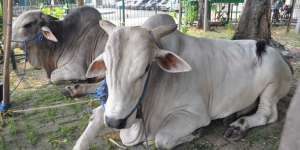 Ongole, Sapi Kurban RI1 dan RI2
