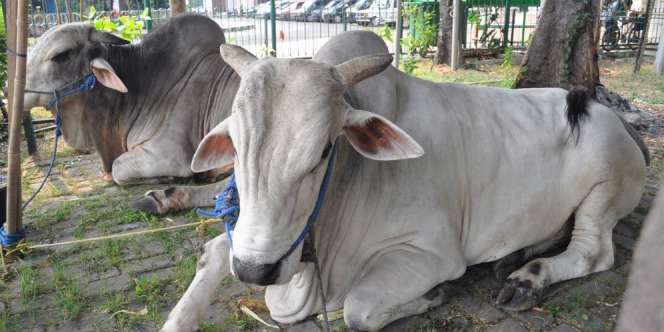 Ongole, Sapi Kurban RI1 dan RI2