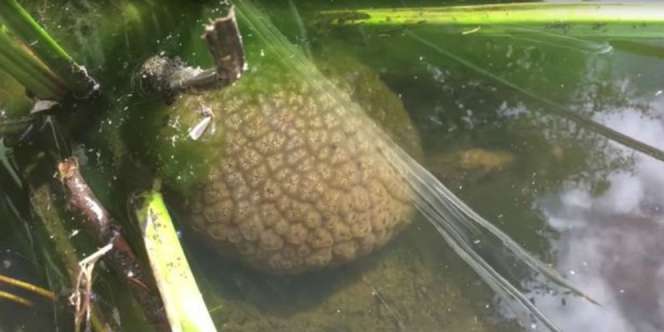 Ilmuwan Temukan Gumpalan Purba, Diklaim `Otak Alien`
