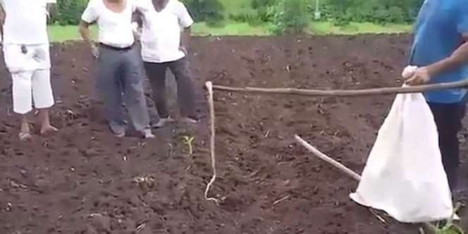 Saat Tertangkap, yang Dilakukan Kobra Ini Sungguh Mengejutkan