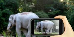 Ingin Gagah-gagahan Selfie Bareng Gajah Malah Berakhir Tragis