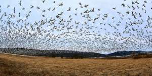 Saksikan Ribuan Burung Migran di Festival Pesona Danau Limboto