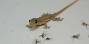 Bunuh Cicak Sekali Pukul, Berpahala?