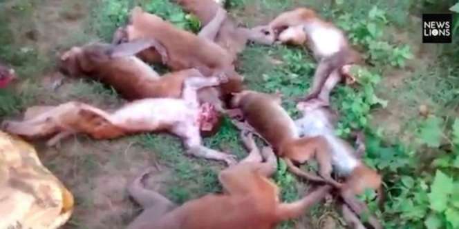 Monyet Mati Massal Akibat Auman Harimau