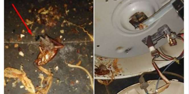 Bau Tak Sedap Saat Masak Nasi Pakai Magic Com, Setelah Dicek..