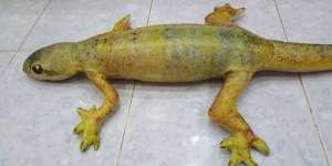 Fakta Sebenarnya Geger Penampakan Cicak Raksasa