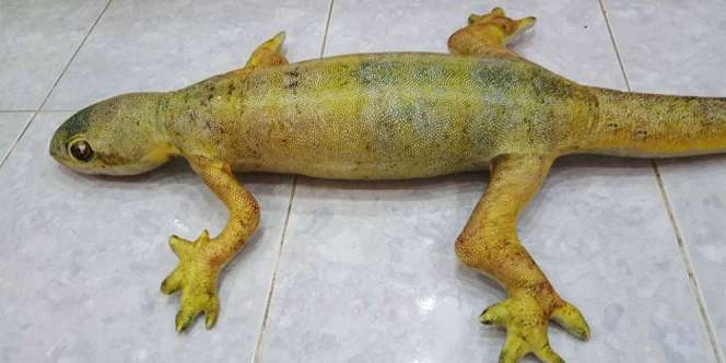 Fakta Sebenarnya Geger Penampakan Cicak Raksasa