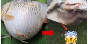 Perut Ikan Membesar dan Bergerak-gerak, Astaga Saat Dibuka...