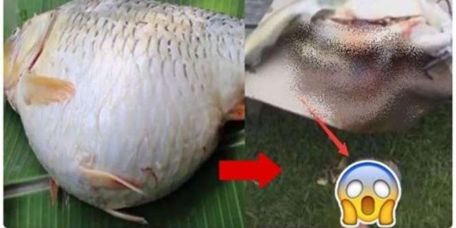 Perut Ikan Membesar dan Bergerak-gerak, Astaga Saat Dibuka...