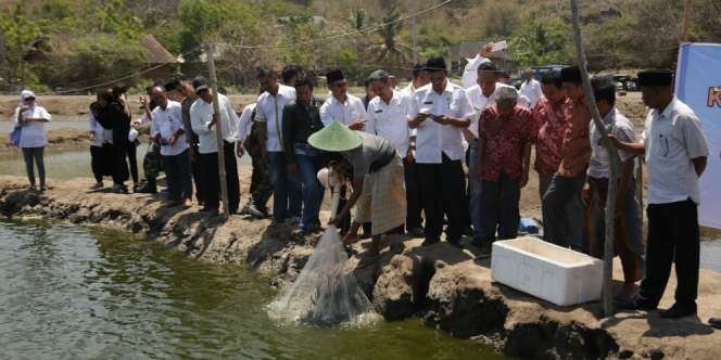 Berkat Ini Penghasilan Petambak Udang Menggiurkan