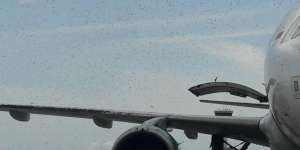 Hi...Pesawat Citilink di Bandara Kualanamu Diserbu Lebah
