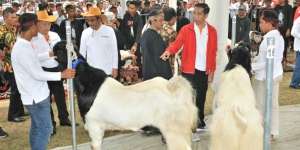 Bisa Untung Besar, Jokowi Pengen Ternak Kambing