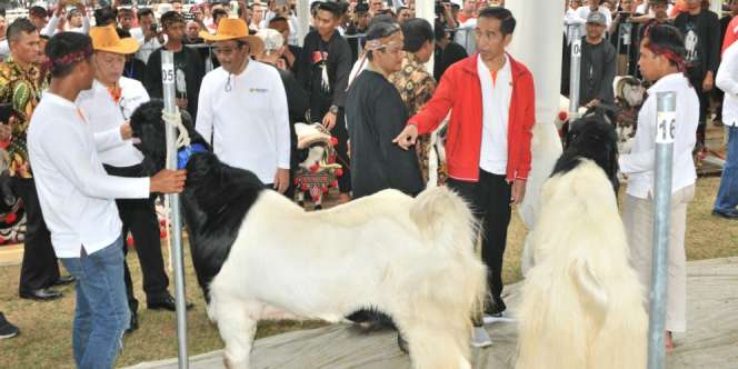 Bisa Untung Besar, Jokowi Pengen Ternak Kambing