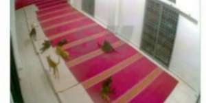 Heboh Anjing Masuk ke dalam Masjid, Astaga Ternyata...
