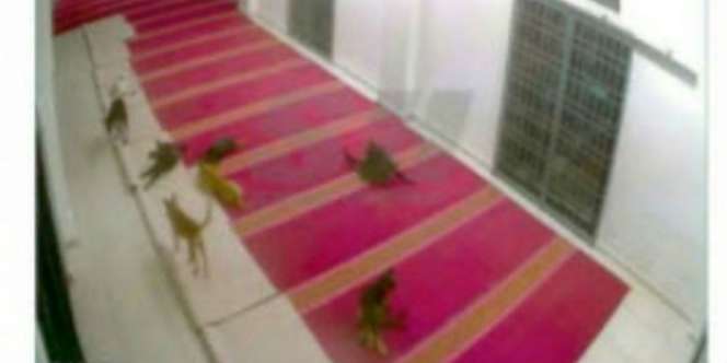 Heboh Anjing Masuk ke dalam Masjid, Astaga Ternyata...