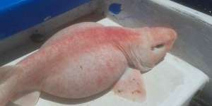 Geger Nelayan Tangkap `Alien` Merah Muda