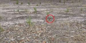 Tumpukan Dedaunan Kering Ini Bisa Membunuhmu Cepat