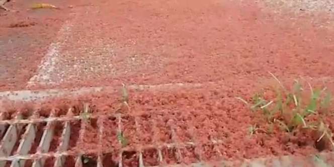 Jalanan Mendadak Berwarna Merah, Ternyata...