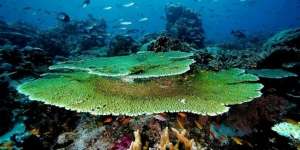 Ayo Vote! Buat Lokasi Diving Top di Indonesia Jadi Juara Dunia