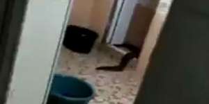 Makhluk Aneh Mengerikan Muncul dari Lubang Toilet