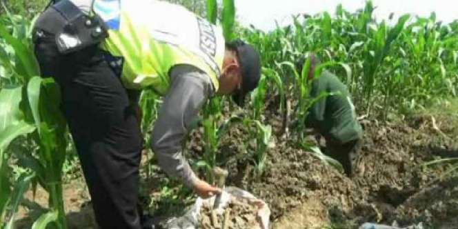 Heboh Penemuan Peti Mati di Kebun Jagung, Astaga Isinya...