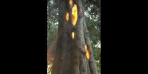 Penampakan Pohon `Pintu Neraka` yang Gegerkan Dunia