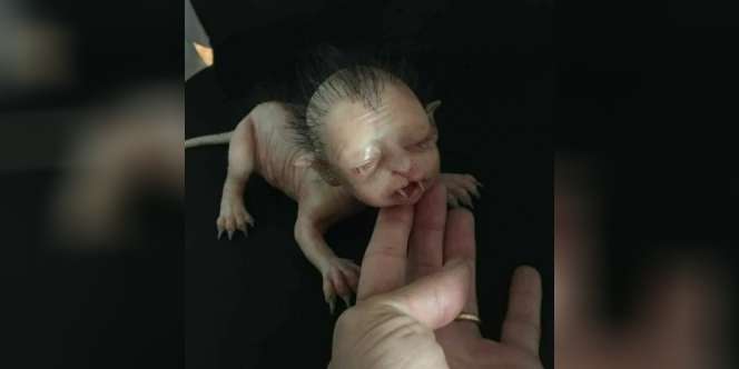 Cerita Sebenarnya Makhluk Mirip Kucing Berkepala Manusia
