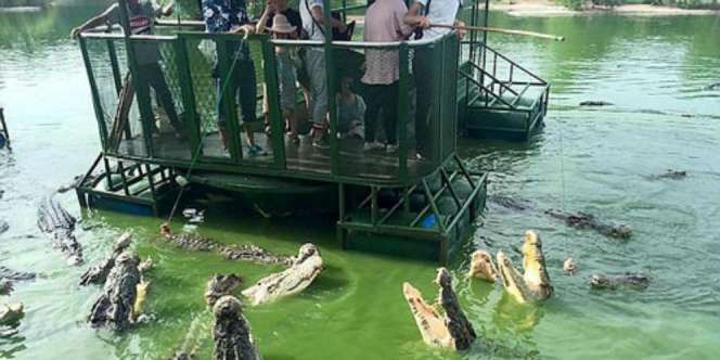 Ikan Sudah Biasa, di Tempat Ini Wisatawan Bisa Mancing Buaya