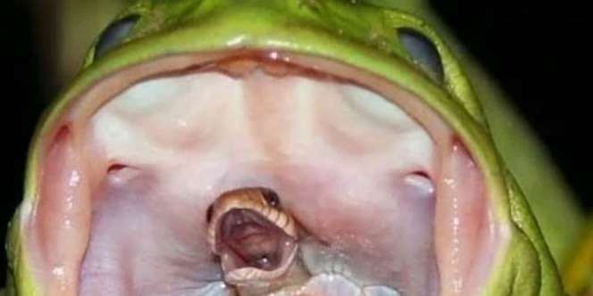 'Menyalahi Kodrat', Katak Memakan Ular