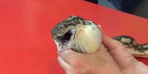 Ular Tak Bisa Cerna Mangsa, Lihat Saat Dipaksa Dikeluarkan