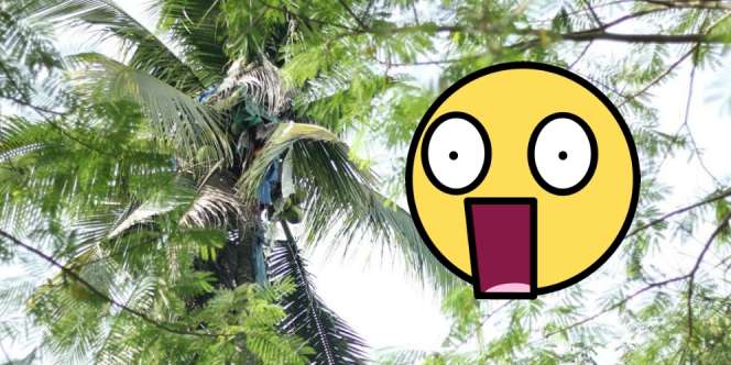 Injak Tanah Lagi Setelah 3 Tahun Hidup di Pohon Kelapa