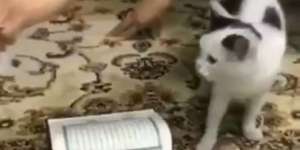 Allahu Akbar... Kucing Ini Tak Mau Injak Alquran