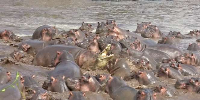 Buaya Salah Pilih Lawan, Mau Kenyang Malah Jadi Bulan-bulanan