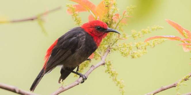 Ditemukan Burung Spesies Baru, Mau Dinamai Istri Jokowi