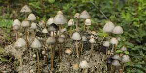 Astaga! Keripik Jamur Ini Mengandung Narkoba, Bikin Halusinasi