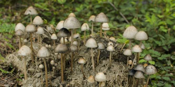 Astaga! Keripik Jamur Ini Mengandung Narkoba, Bikin Halusinasi