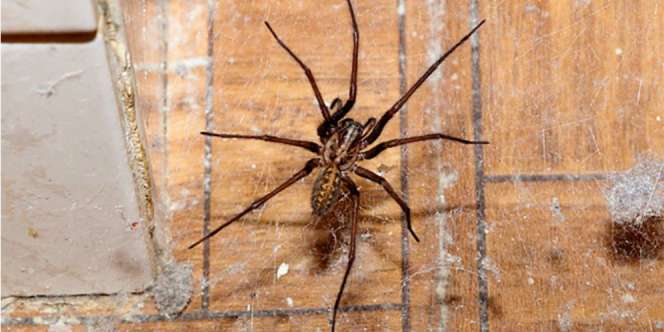 Banyak Laba-laba Mengganggu di Rumah? Usir dengan Cara Ini