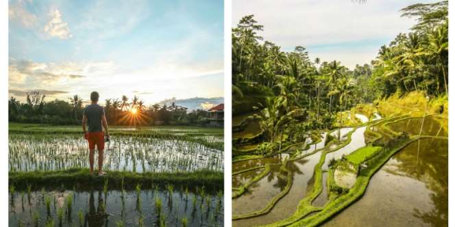 Indahnya Sawah Terasering di Bali, Bikin Para Turis Jatuh Hati