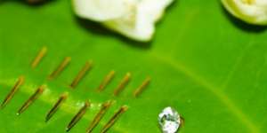 Kenali Tandanya, Ini 5 Ciri Orang Pemakai Susuk Pemikat