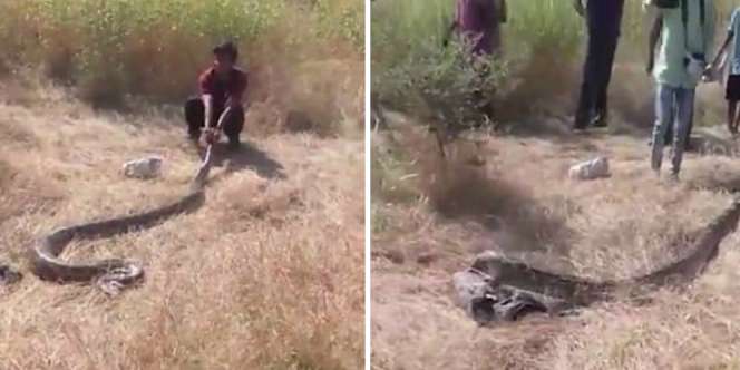Ular Piton Raksasa Kesulitan Bergerak, Saat Didekati..