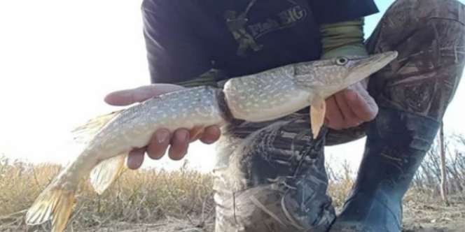 Foto Ikan 'Terbagi' Dua Bikin Heboh, Apa yang Janggal?