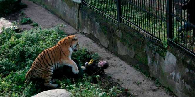 Si Wanita Masuk Kandang, Diterkam Harimau Siberia Lalu....