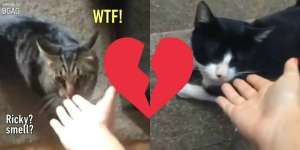 Dilihat 4 Juta Orang, Video Kucing Cemburu Ini Bikin Ngakak!