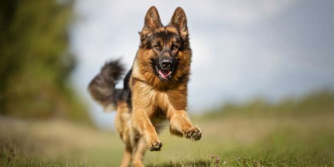 Anjing Tiba-tiba Menggonggong, Segera Ucapkan Doa Ini