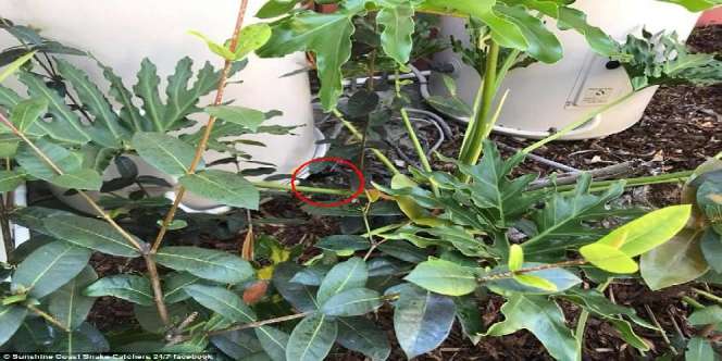 Foto Tanaman Ini Terlihat Biasa, Astaga Saat Disimak Betul...