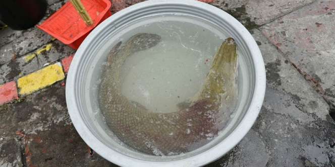 Ikan `Monster` Asing Ditemukan di Surabaya