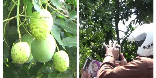 Pohon Mangga Berbuah Mengkudu Bikin Geger Warga Probolinggo