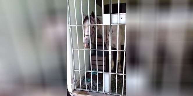 Kuda Ini Dibui Polisi, Alasannya Bikin Kaget