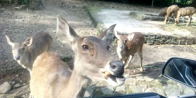 Viral! Pengunjung Cekoki Miras ke Satwa di Taman Safari